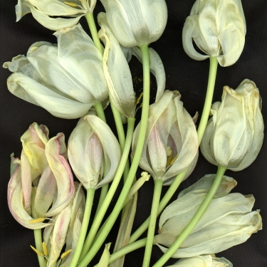 tulipes