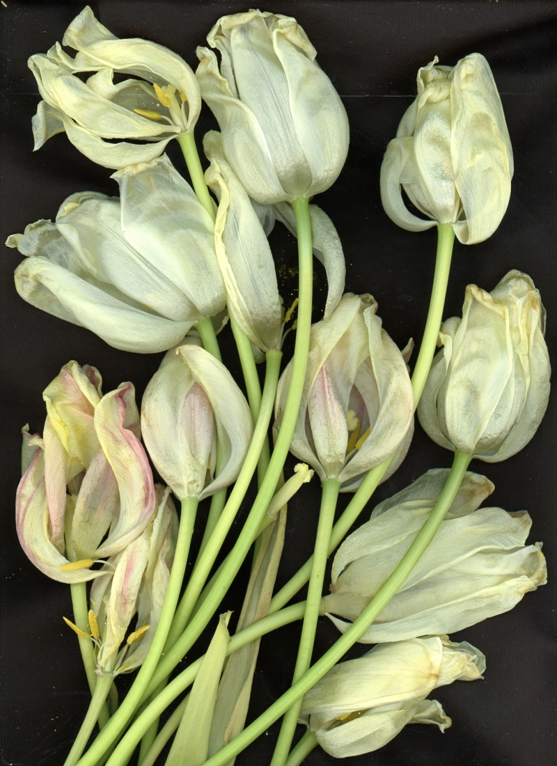 tulipes